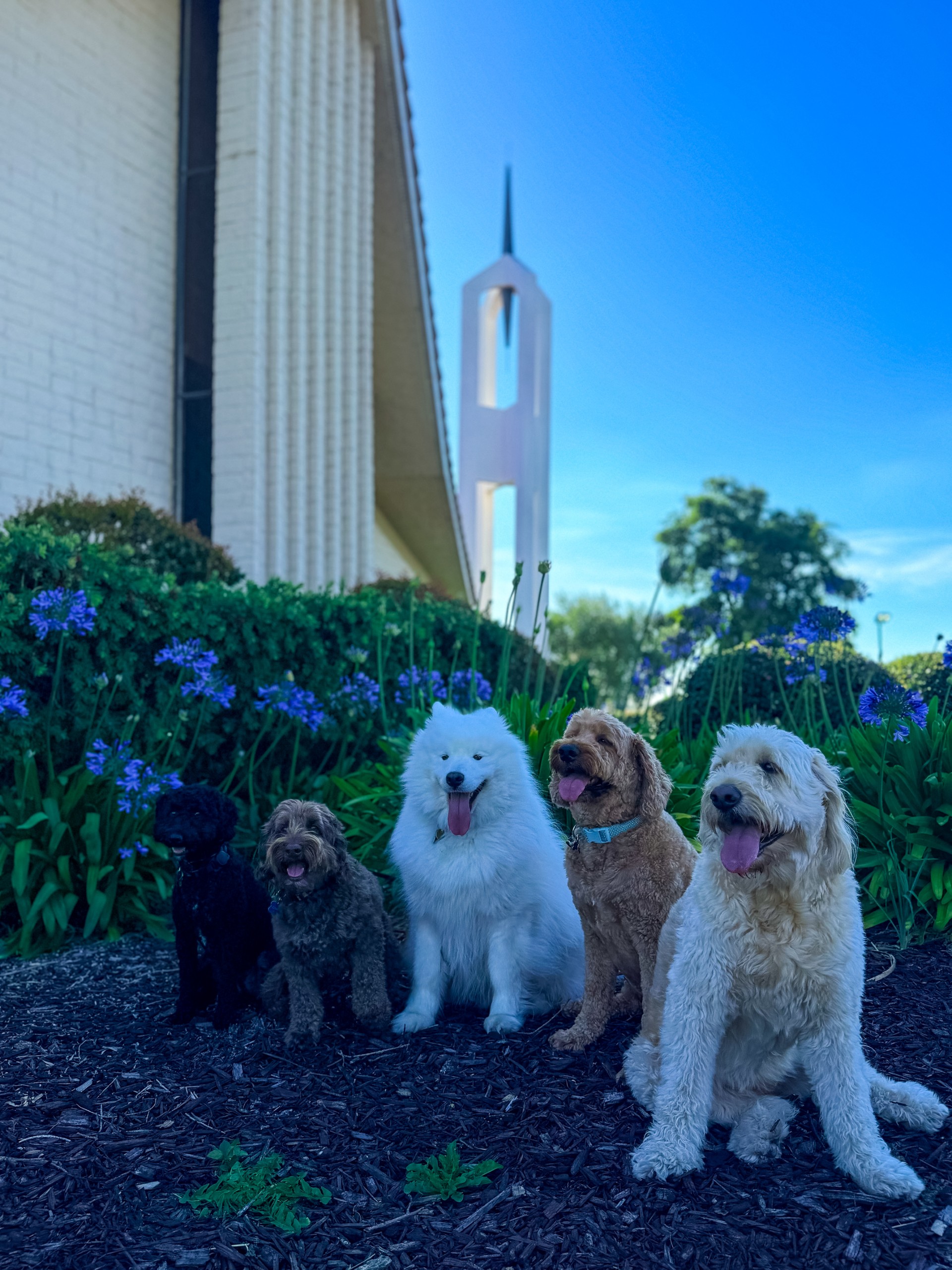Dogs posing by flowers