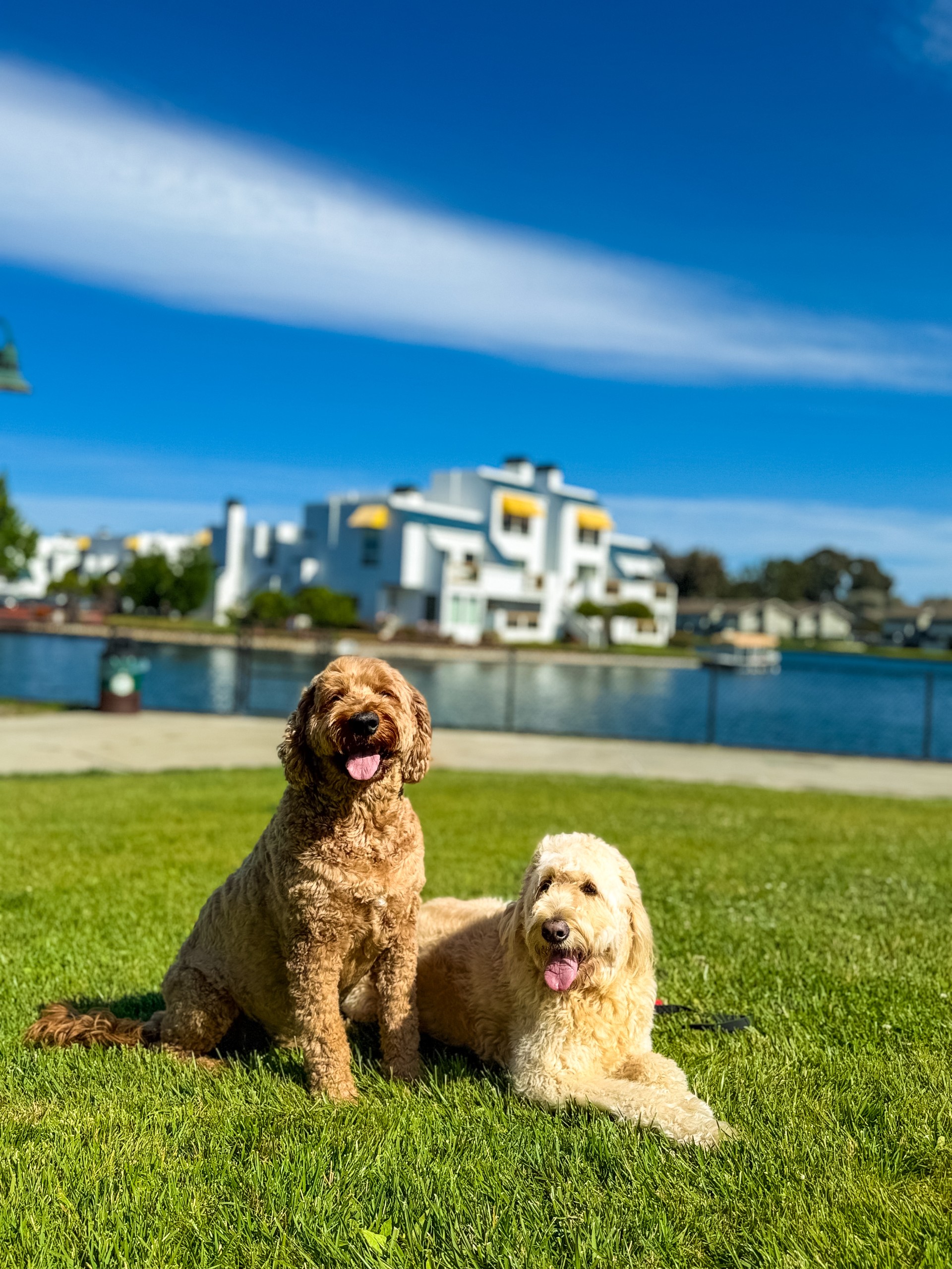 Two doodles by the lake