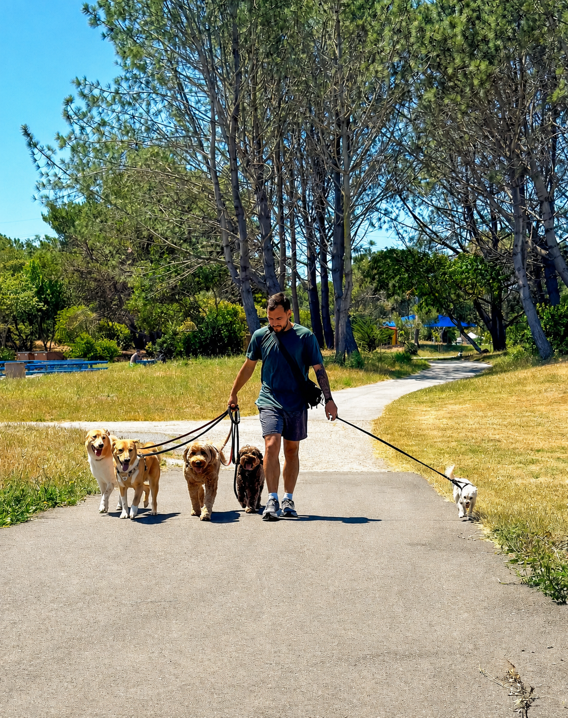 Luis walking dogs in the park