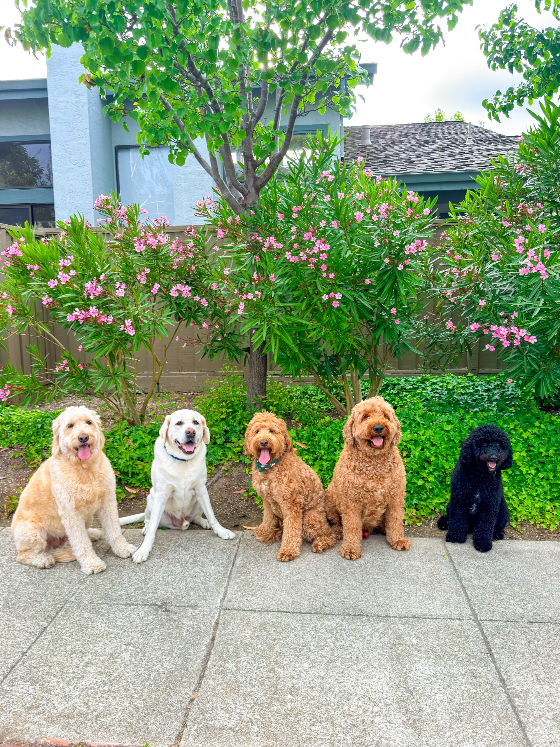 Dogs on sidewalk with pink flowers
