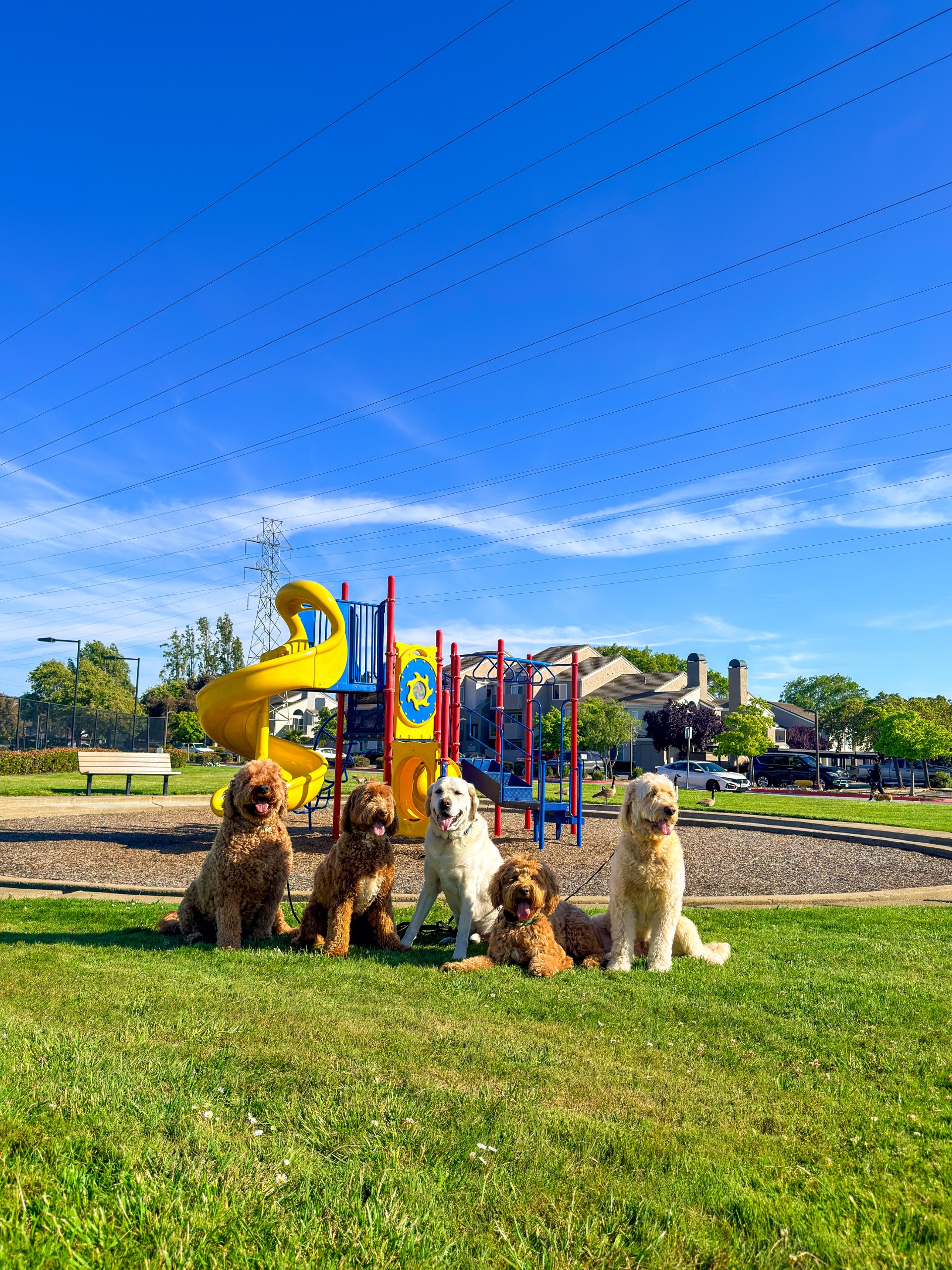Luis walking dogs in the park