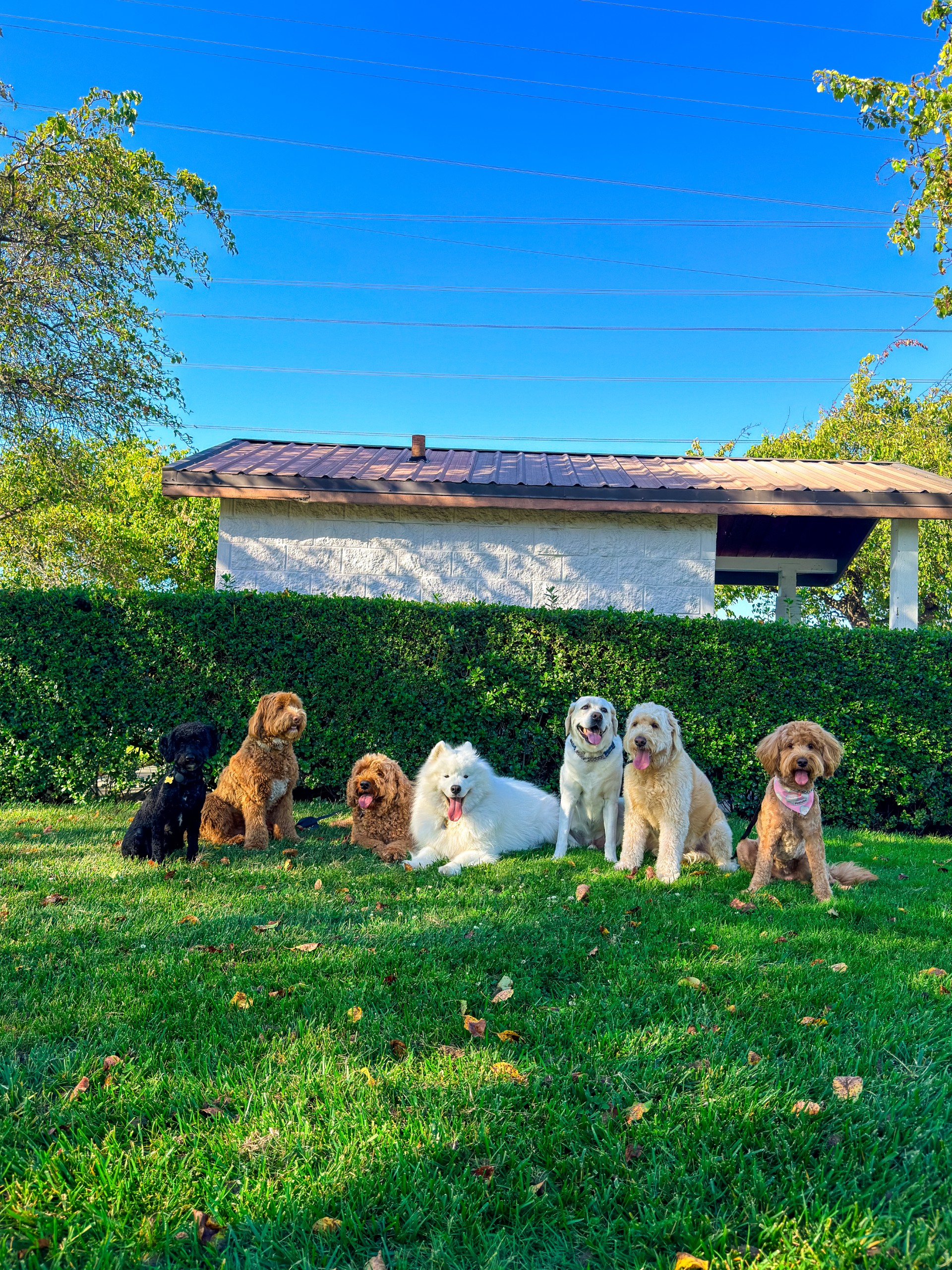 Dogs posing on the lawn