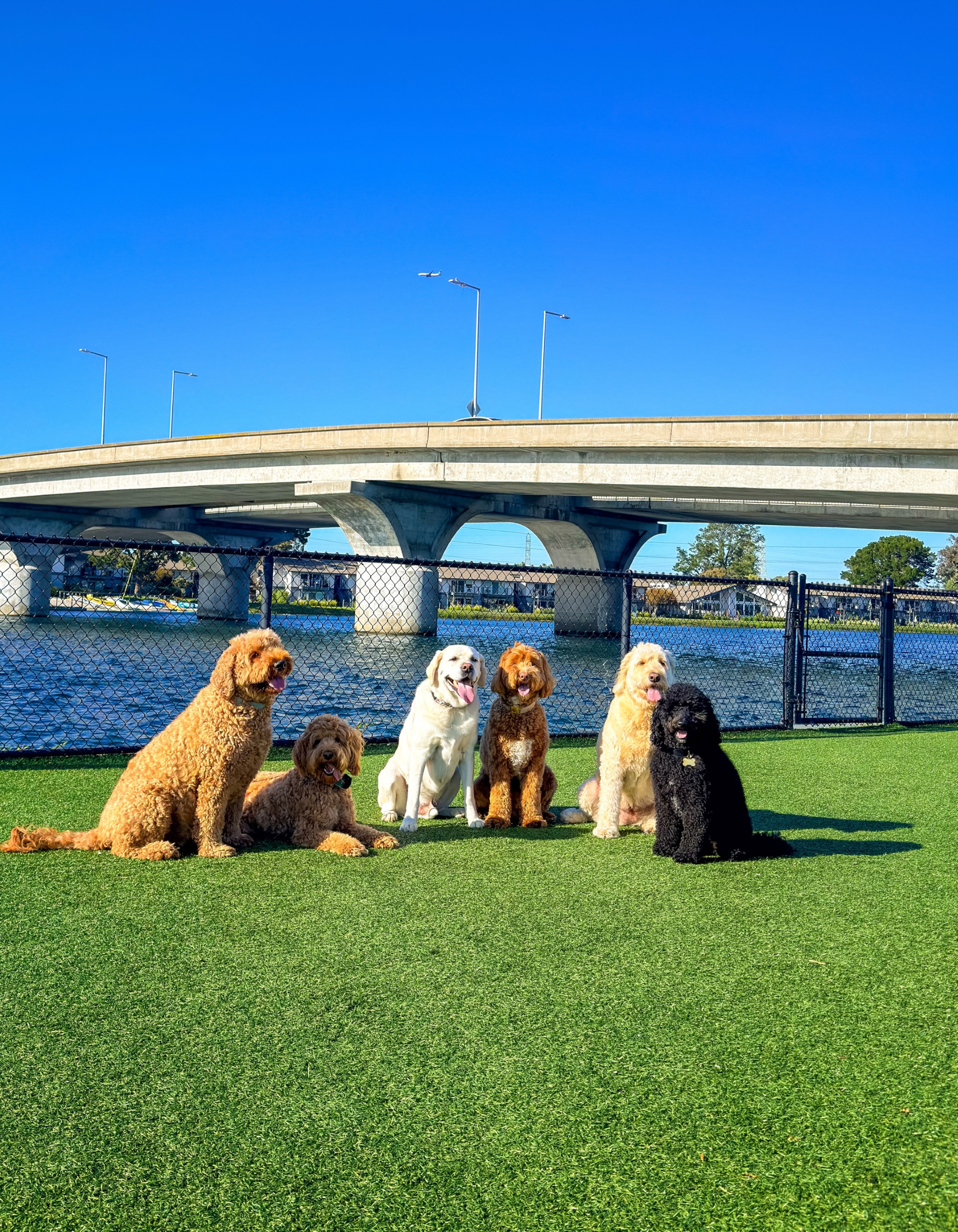 Dogs by the bridge waterfront